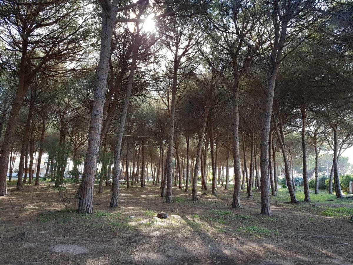 Mimosa Bilocale Cala Liberotto Dış mekan fotoğraf